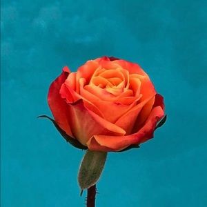 Meet your Posher, Nelida